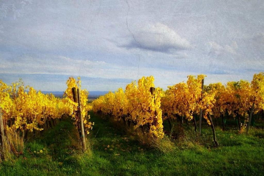 Au Petit Nid De Seebach Екстериор снимка